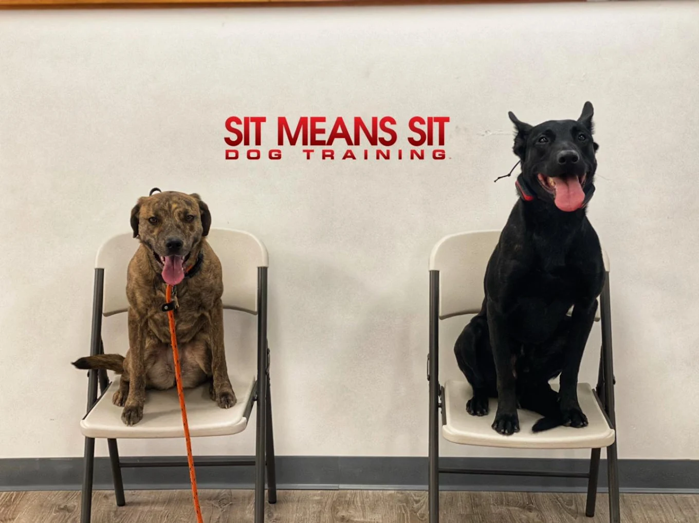 Sit Means Sit Dog Training